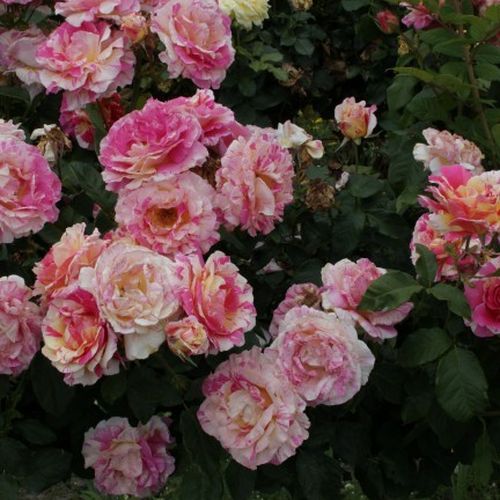 Wiśniowy - Róże pienne - z kwiatami hybrydowo herbacianymi - korona równomiernie ukształtowana